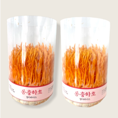 집에서 버섯키우기 동충하초 약용버섯 1+1