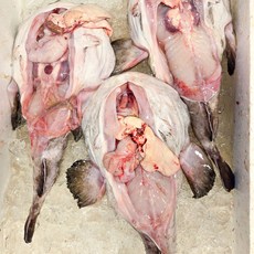 국내산 동해안 생아구 안키모 생물 아귀 손질 찜 탕 수육, 3개, 900g이내 통짜