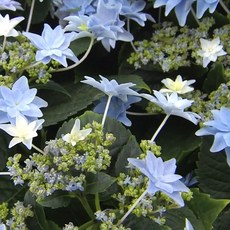 별수국