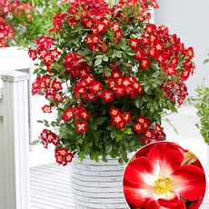 장미 에버그로우 루비