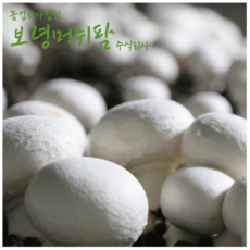 (산지직송)보령머쉬팜 양송이버섯 특품 1kg, 1개, 흰색양송이 특품 2kg