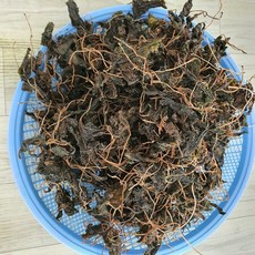 양구곰취