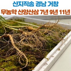 지리산산삼주