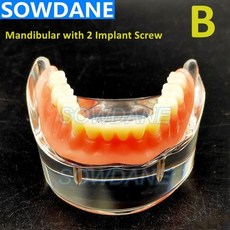 구강교육치아모형대형