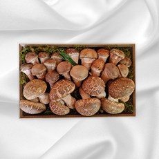 송화버섯 선물세트 1KG (오전 11시까지 당일발송), 1세트, 단품