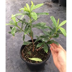 신라조경농원