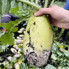 [산지직송 당일수확] 제주 월동무 햇무 무우 업소용무 7kg 15kg, 월동무 7kg(4~7개), 1개