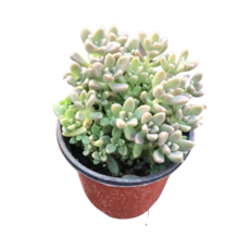 초록플랜트