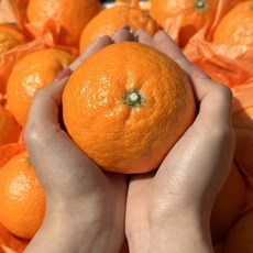 카라향-추천-상품