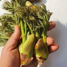 [부자밥상] 참두릅 1kg 국내산 두릅 농장직송, 참두릅 1kg - 두벌순