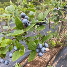 베리토리 블루베리1kg(100*10), 10팩, 1kg