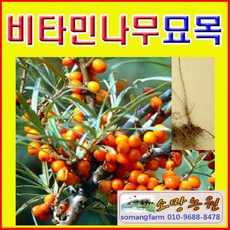 바늘나무두그루카시트