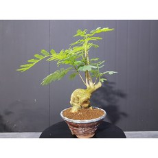 자귀나무분재