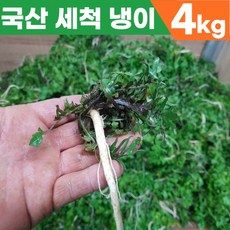 [산지직송] 국산 자연산 노지 재배 황토 세척 냉이 손질냉이 냉이나물 국내산노지냉이 겨울냉이, 4kg, 1개