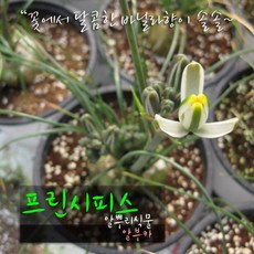 허브여울다육 프린시피스(알부카) 지름 6cm 소품화분, 5개