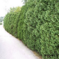 미측백