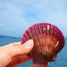 가리비 홍가리비 활가리비 남해 통영 고성 큰 가리비 대짜 3kg, 1세트