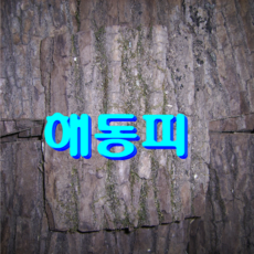 나무에칠하는옻