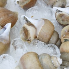 동해안 자연산 활 백골뱅이/백고동, 1개, 급냉 중 1kg(30-35미 내외)