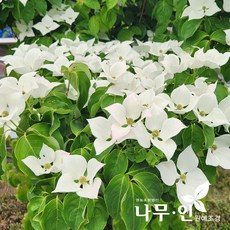 [나무인] 산딸나무 흰색꽃 묘목