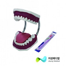 구강교육치아모형대형