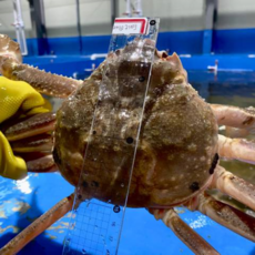 방금 조업한 자숙 마가단대게 대게, 1박스, 3kg(2~3미 수율 80%내외)