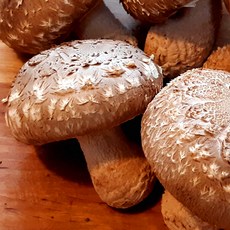 [실속형 1kg] 국내산 아침뜰 송화버섯 친환경 산지 농장 직거래 신선한 송이 송고 야채, 실속형(1kg), 1개