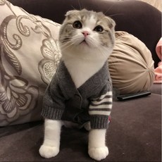 강아지 고양이 톰 완장 가디건 그레이