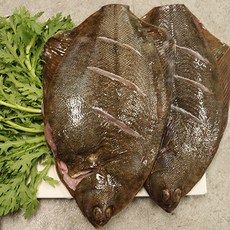 자연산 도다리 도다리쑥국 자연산 봄도다리 손질후 800g 내외, 도다리쑥국 탕용 (800g 내외), 1개