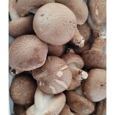 [산지직송]친환경 무농약 솔송화 명품 송고 버섯 가정형 500g 외 [원산지:국산(경기도 고양시 일산서구) 등], 1박스, 고급형 솔송화버섯 500g