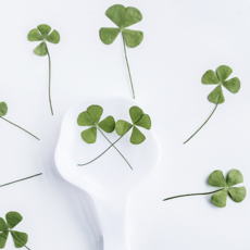 네잎클로버 꽃 압화 (압축 진공 팩 포장) 12매