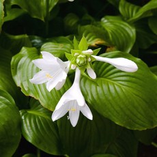 충북하늘위에피어난녹두꽃