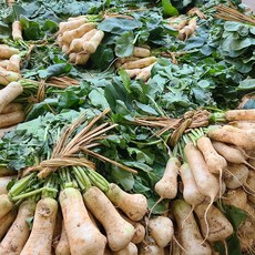 맛있는 황토알타리 초롱무 5kg 내외, 황토알타리 5kg, 1개