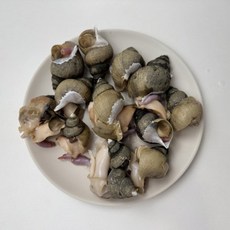 동해안 자연산 특대 활 흑골뱅이 1kg(8~13미) 골뱅이 흑고동, 1개