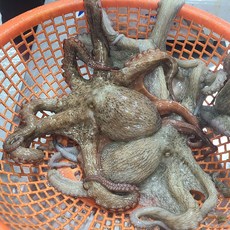 통영 활문어 돌문어 활돌문어 1kg, 1박스, 1kg (1~3미)