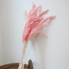 더봄 깃털 팜파스(프리저브드), 화이트