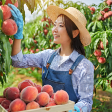 [2주만 맛보는] 20brix 대극천 복숭아 산지직송