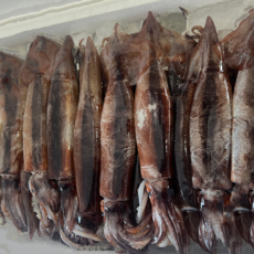 미자네농수산 국내산 활 생물 오징어 통찜용, 1개, 생물오징어1kg(10미 내외)