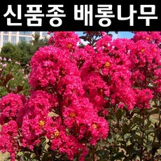 배롱나무(핑크벨로) 개화주 1개/나무 묘목/활엽수/정원용