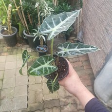 밤비노거북알로카시아 소품 반려식물 공기정화 10~30cm 35