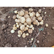 해남다애네농장