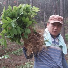 삼바이 산양산삼 5-6년근 10뿌리+1뿌리 더 특가행사 산삼 산양삼 장뇌삼 인삼 면역력 기력보강 설날 추석 설선물 설명절 추석선물 추석명절 명절선물, 11개