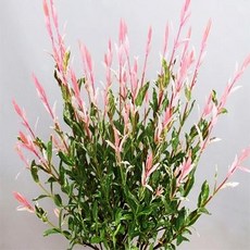 플라밍고셀릭스