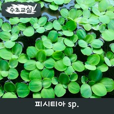 [수초교실] 작은 사이즈의 물배추 피시티아 sp., 15뿌리