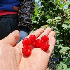 포항 장기 생 산딸기 1kg