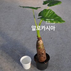 알로카시아키링