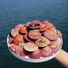 통영 홍가리비 산지직송[20%쿠폰 1kg 3400원] 5kg/7kg 사이즈 100미/140미 내외 택1, 01.통영 특대 홍가리비 5kg 100미 내외, 1개