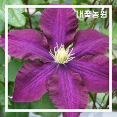 클레마티스(집시퀸)