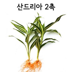 산드리아 2촉 인기수초 아름다운수초 초보용수초 키우기쉬운수초 원예 가드닝 수경식물, 1개