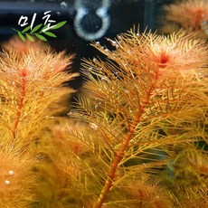 레드밀리오필름